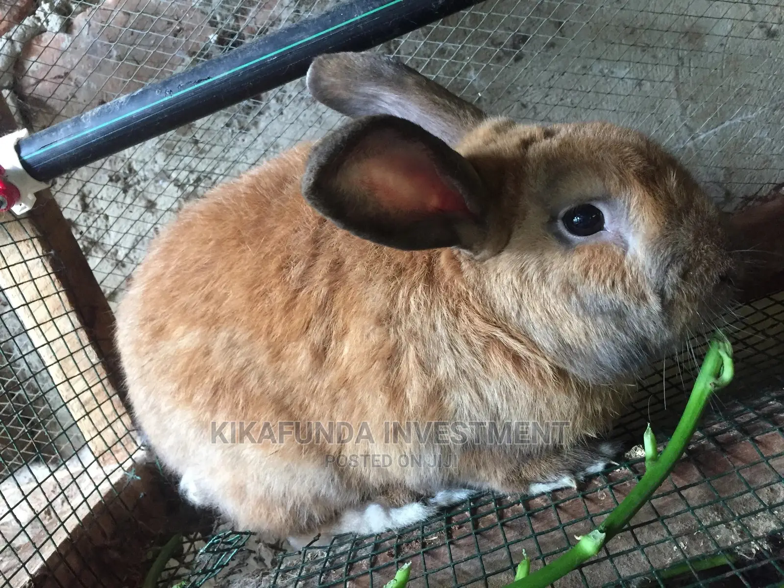 Beveren Rabbit