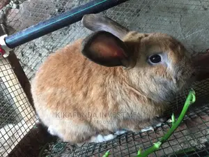 Beveren Rabbit
