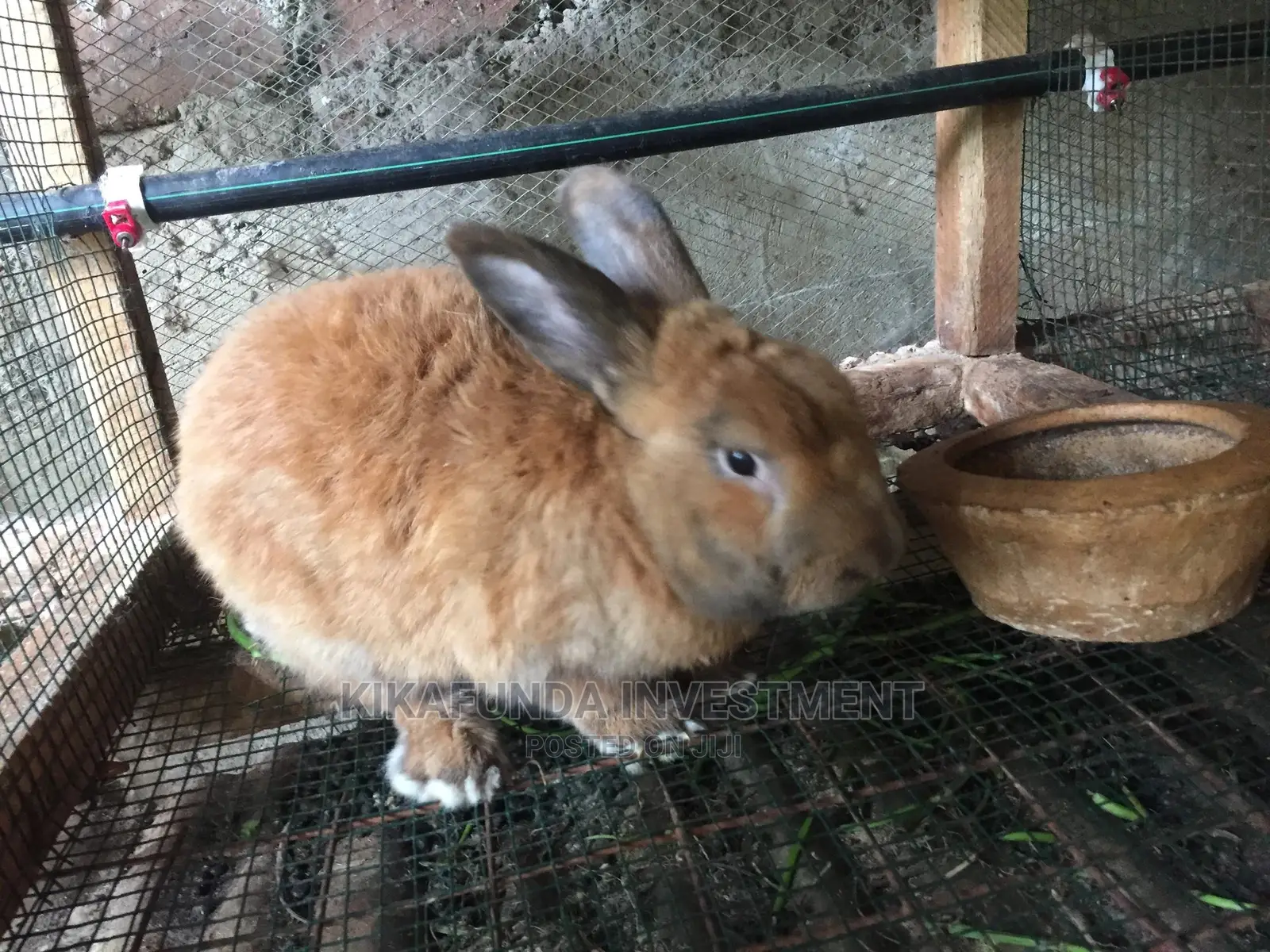 Beveren Rabbit