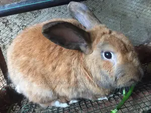 Beveren Rabbit