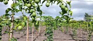 Passion Fruit Drip Irrigation Kit for 1 Acre
