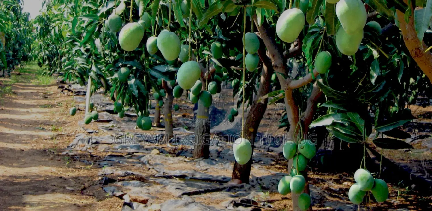 Mango Drip Irrigation Kit for 1 Acre