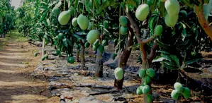 Mango Drip Irrigation Kit for 1 Acre