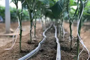 Mango Drip Irrigation Kit for 1 Acre