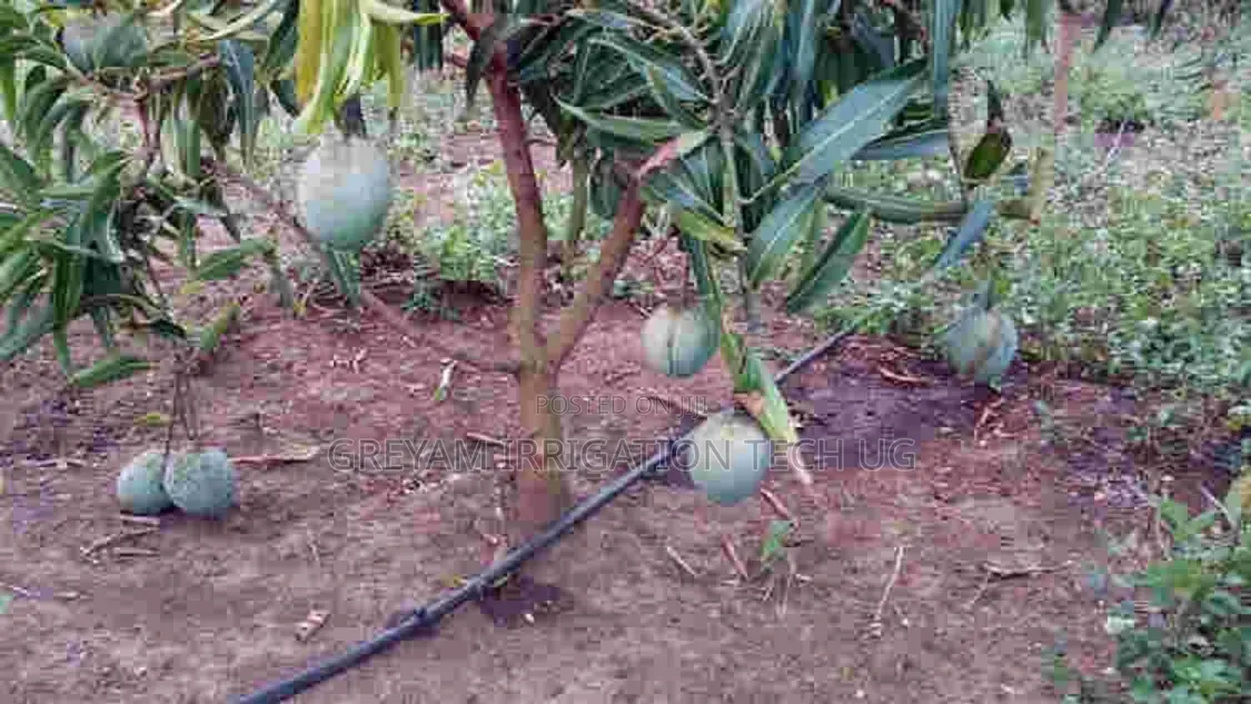 Mango Drip Irrigation Kit for 1 Acre