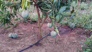 Mango Drip Irrigation Kit for 1 Acre