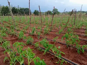 Tomatoe Drip Irrigation Kit For 1 Acre