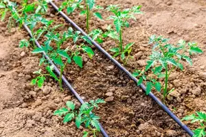 Tomatoe Drip Irrigation Kit For 1 Acre