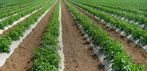 Tomatoe Drip Irrigation Kit For 1 Acre