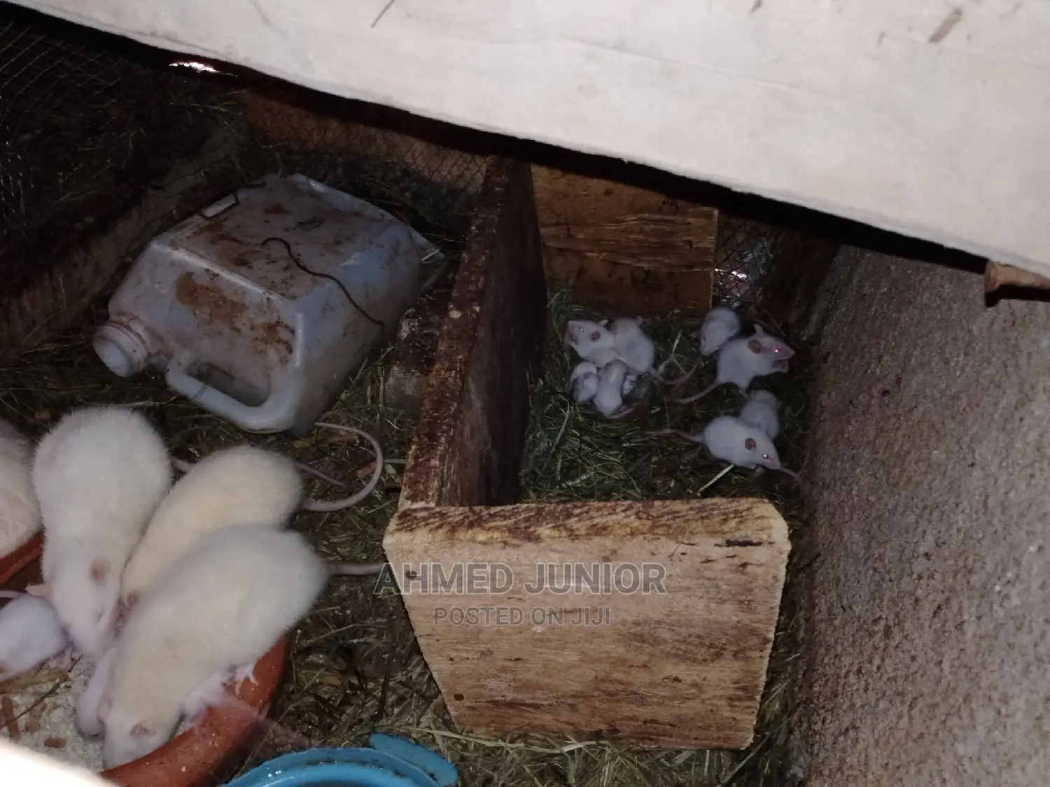 Rats for Sale