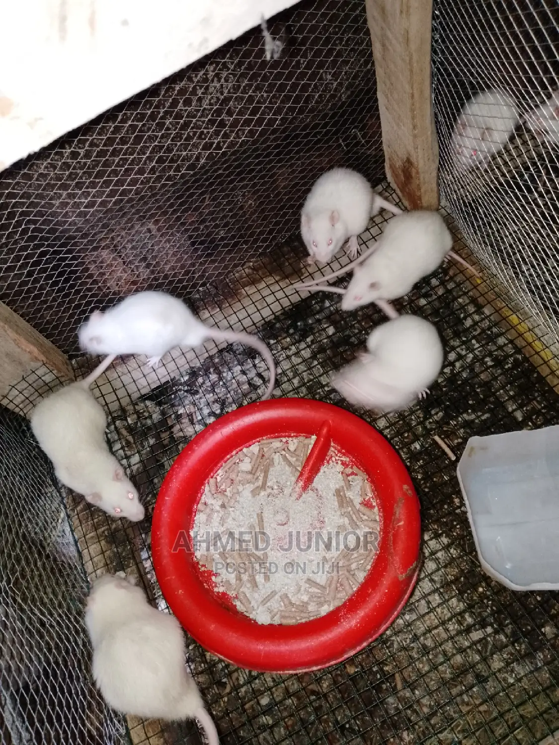 Rats for Sale