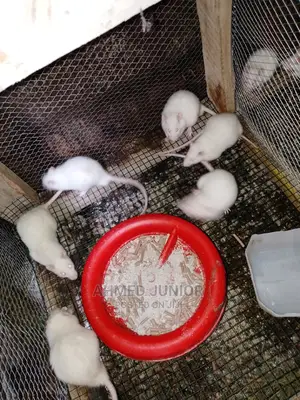 Rats for Sale