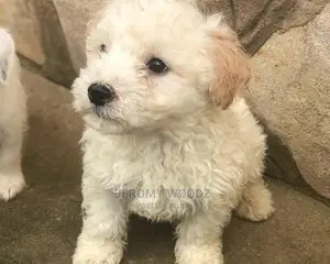 1-3 Months Male Purebred Maltese