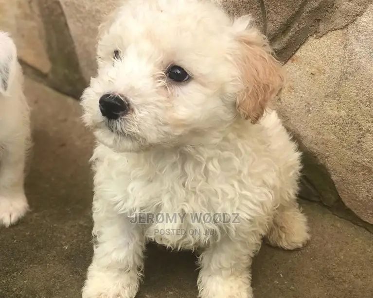 1-3 Months Male Purebred Maltese