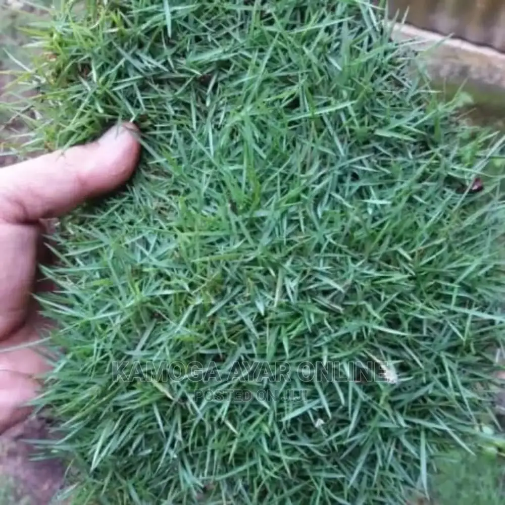 Paspalum Grass and Natural Lawn Grass