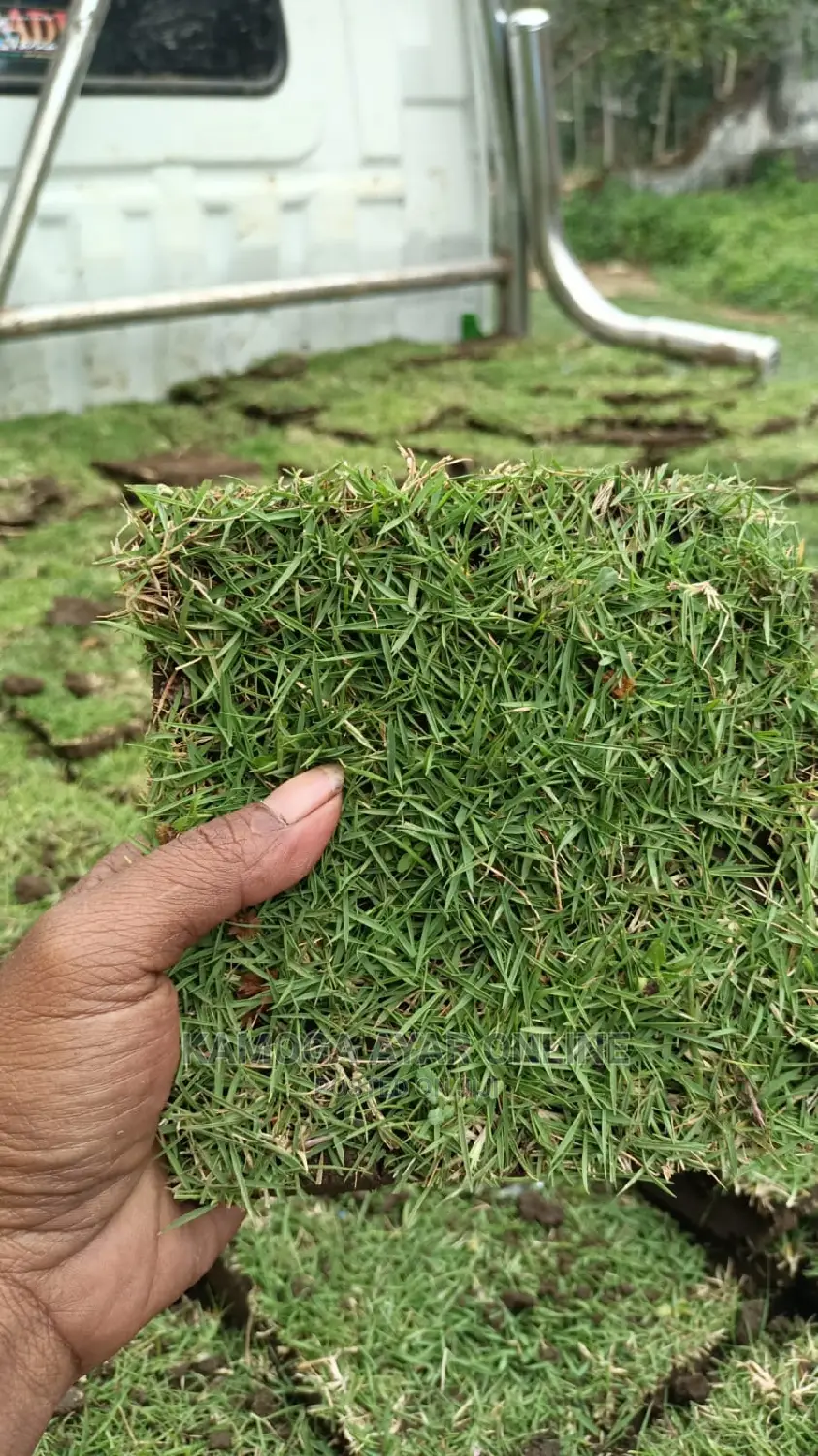 Paspalum Grass and Natural Lawn Grass