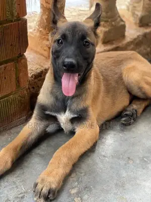 1-3 Months Male Purebred Belgian Malinois