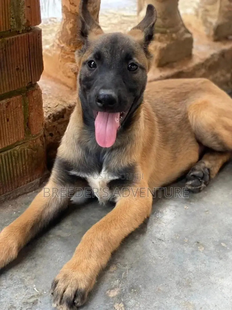 1-3 Months Male Purebred Belgian Malinois
