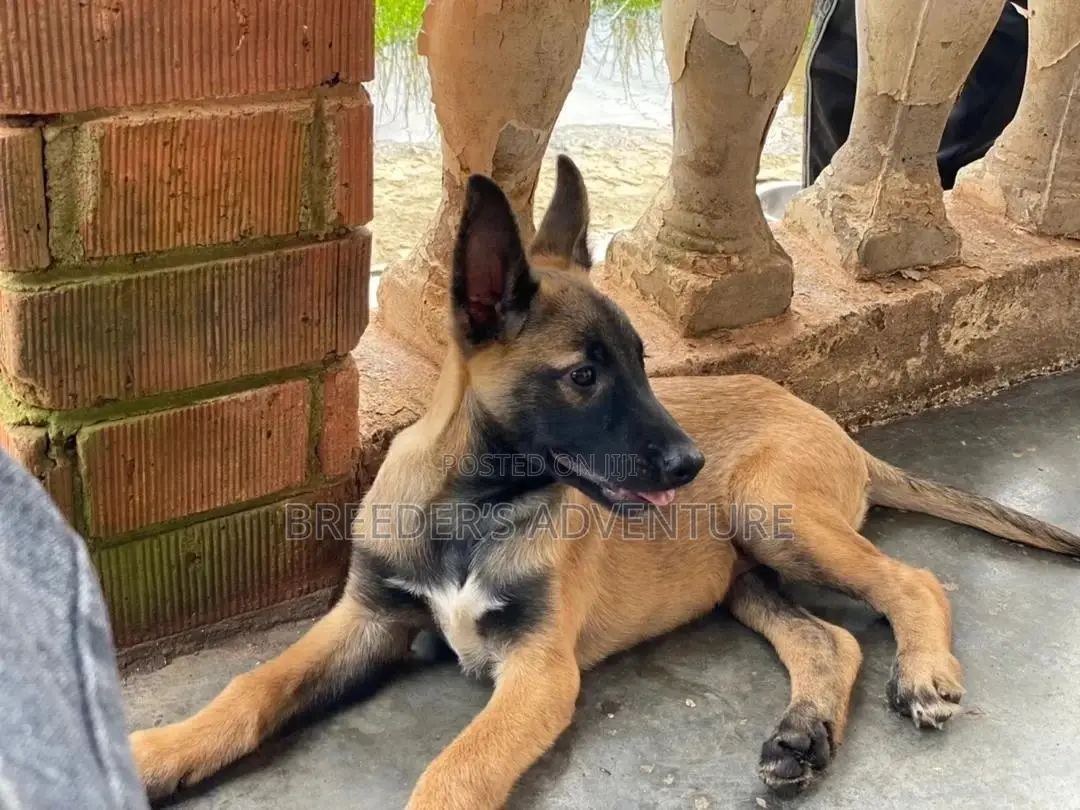 1-3 Months Male Purebred Belgian Malinois
