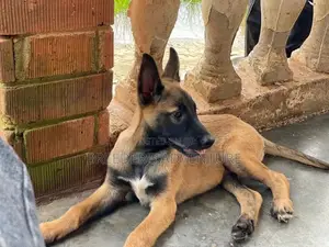 1-3 Months Male Purebred Belgian Malinois