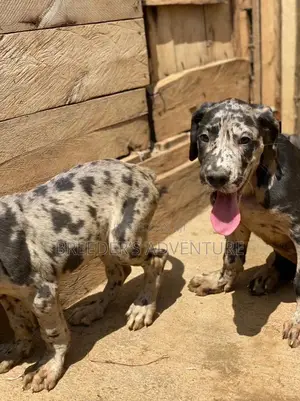 1-3 Months Male Purebred Great Dane