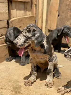 1-3 Months Male Purebred Great Dane