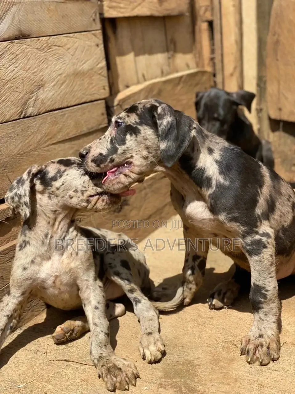 1-3 Months Male Purebred Great Dane