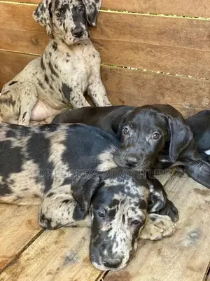 1-3 Months Male Purebred Great Dane
