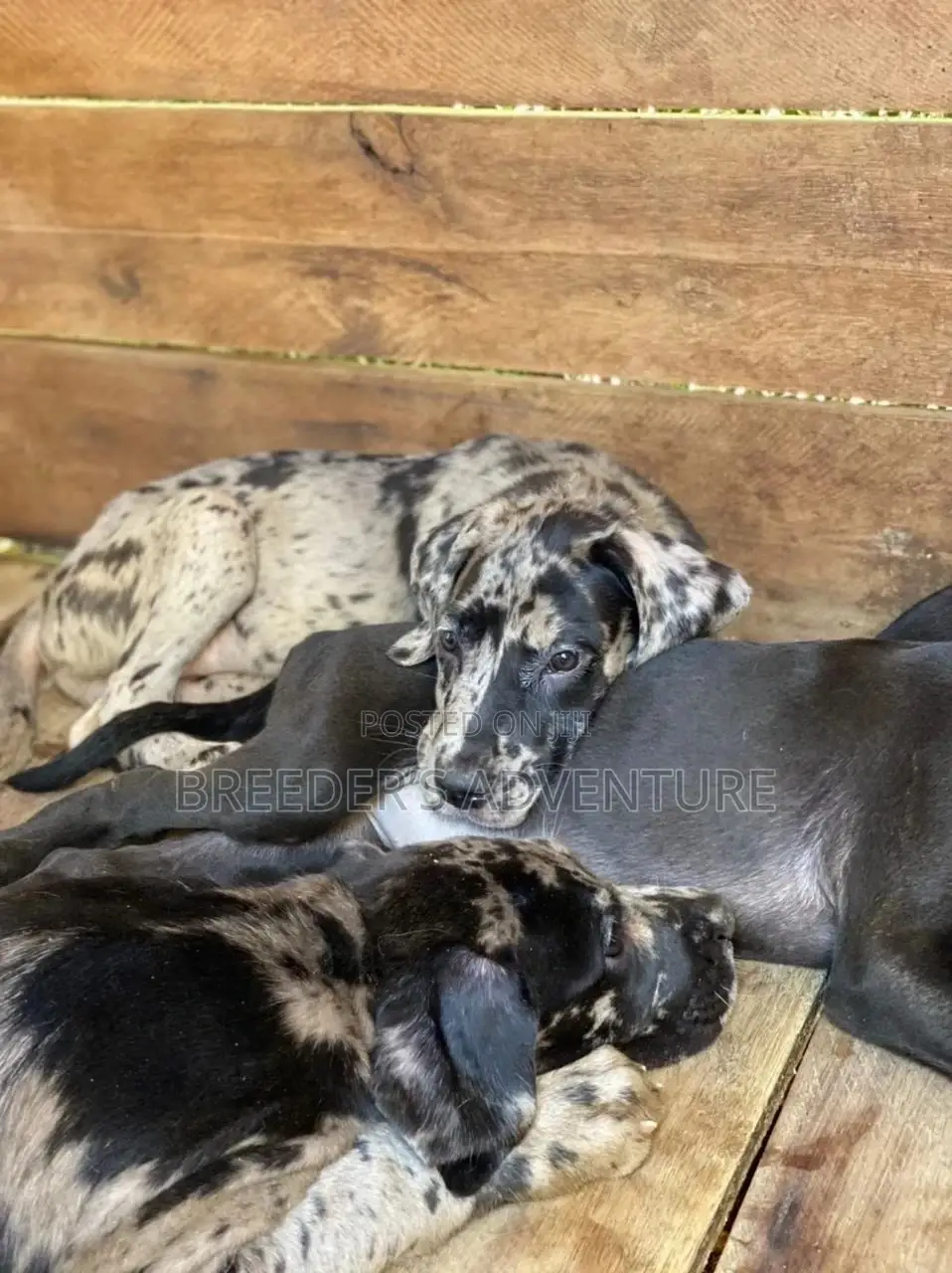 1-3 Months Male Purebred Great Dane