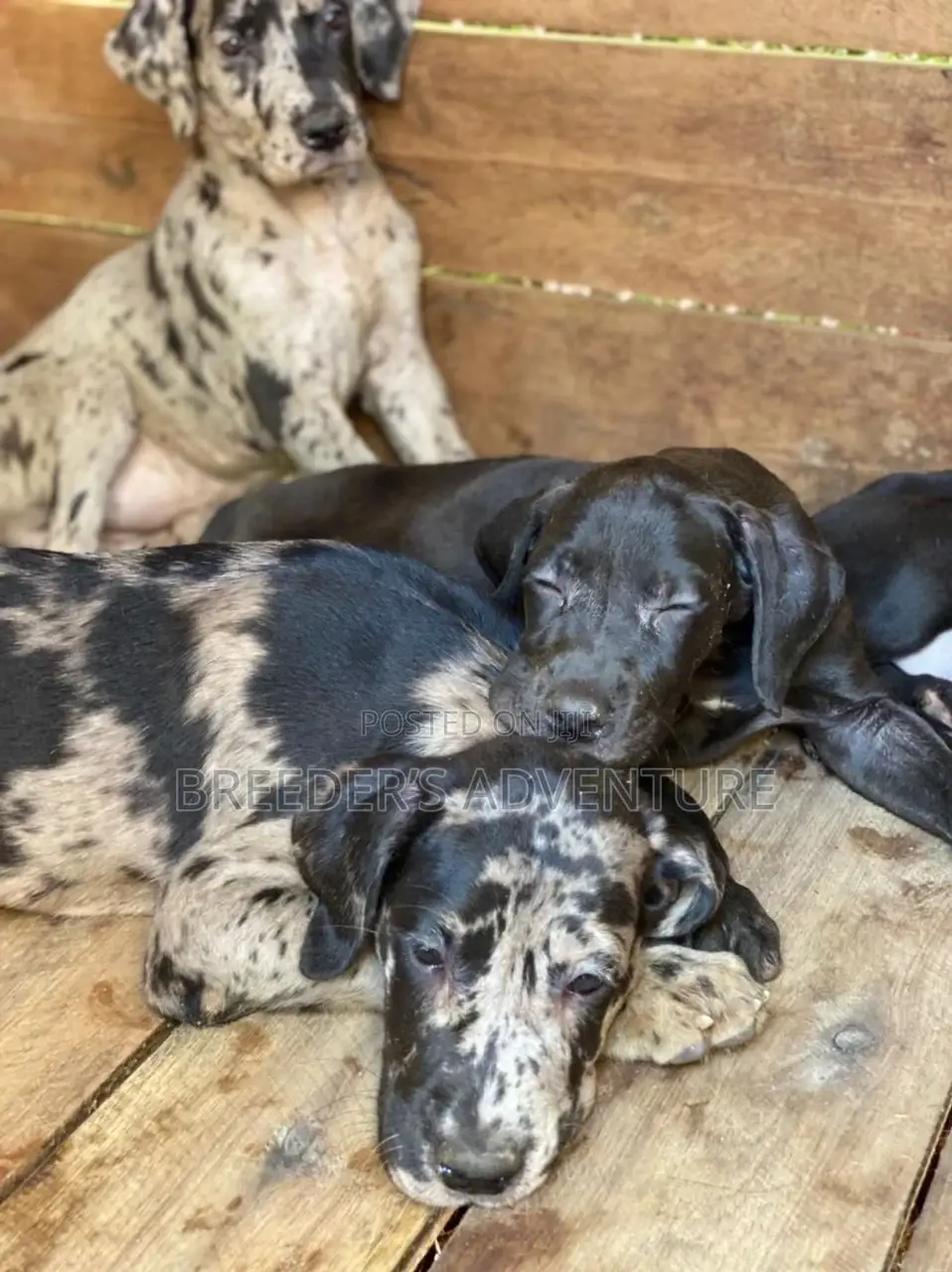 1-3 Months Male Purebred Great Dane