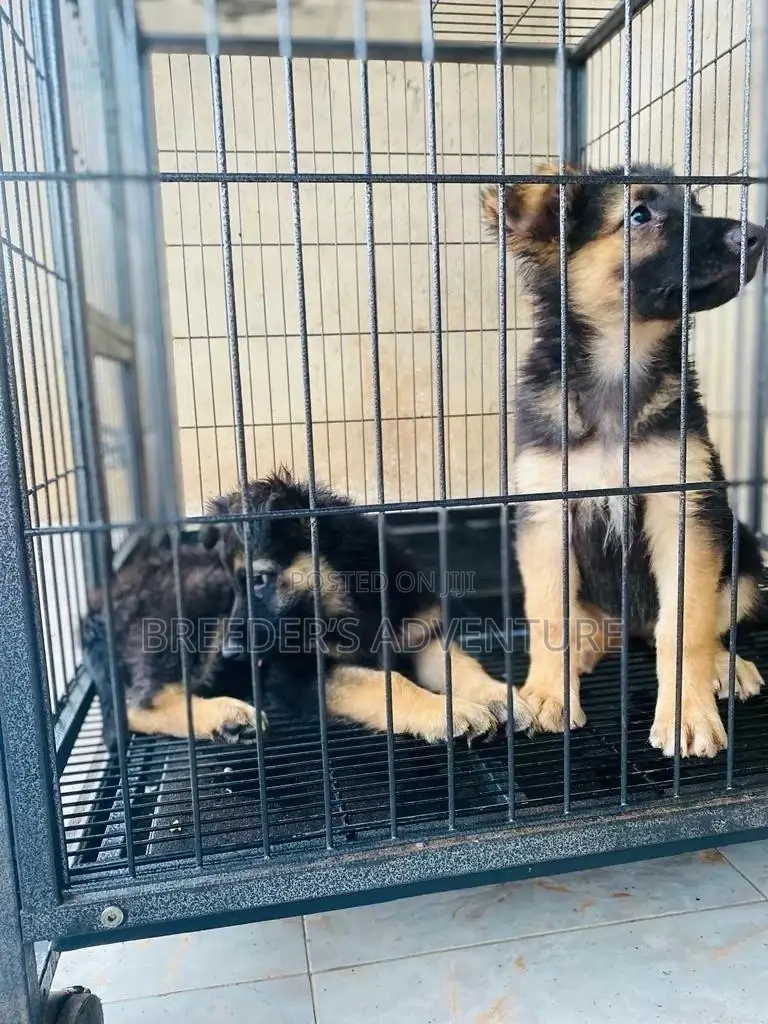 1-3 Months Female Purebred German Shepherd