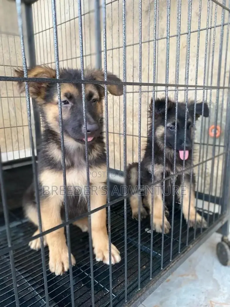 1-3 Months Female Purebred German Shepherd