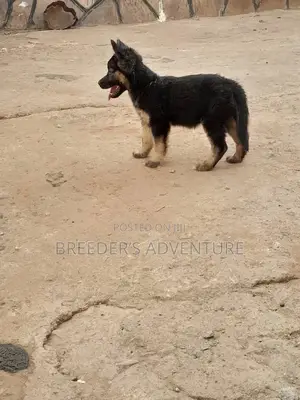 1-3 Months Male Purebred German Shepherd