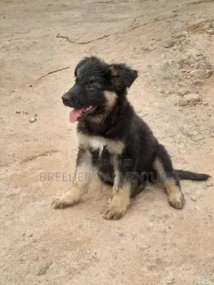 1-3 Months Male Purebred German Shepherd