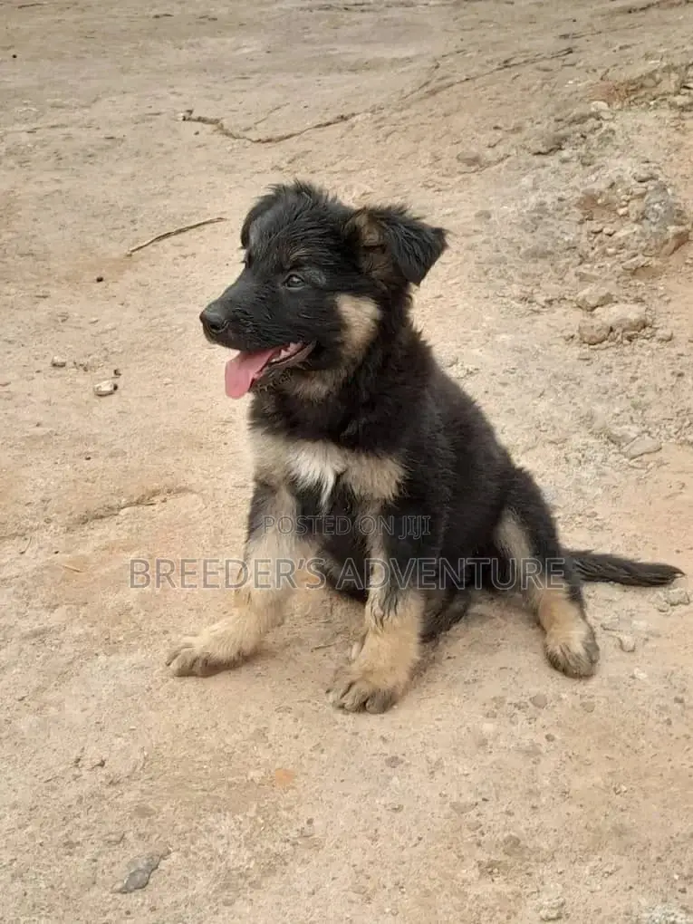 1-3 Months Male Purebred German Shepherd