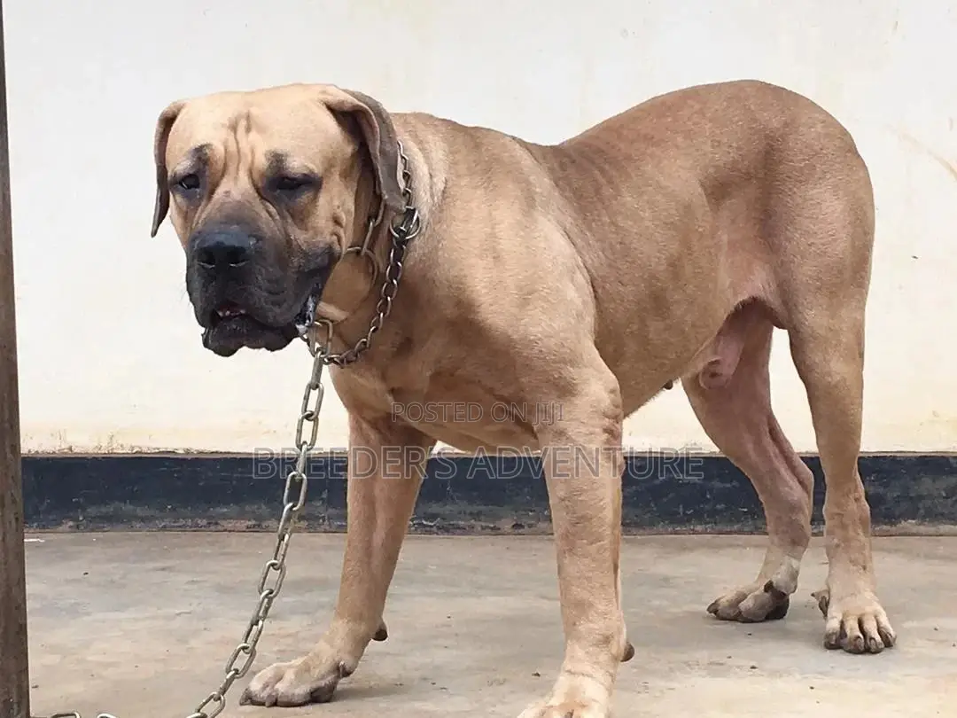 6-12 Months Male Purebred Boerboel