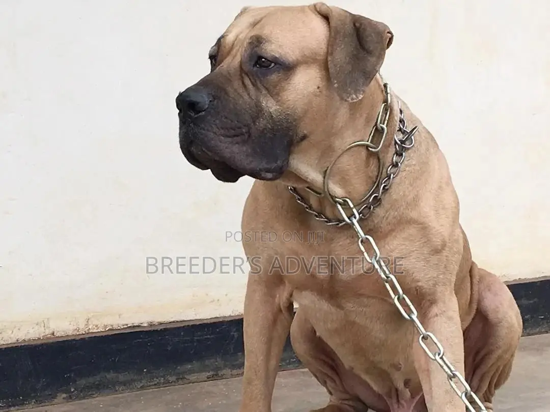 6-12 Months Male Purebred Boerboel