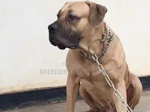 6-12 Months Male Purebred Boerboel