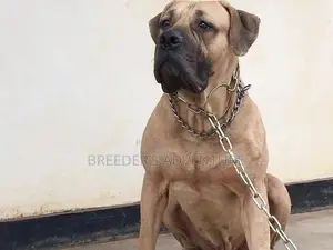 6-12 Months Male Purebred Boerboel