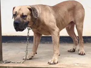 6-12 Months Male Purebred Boerboel