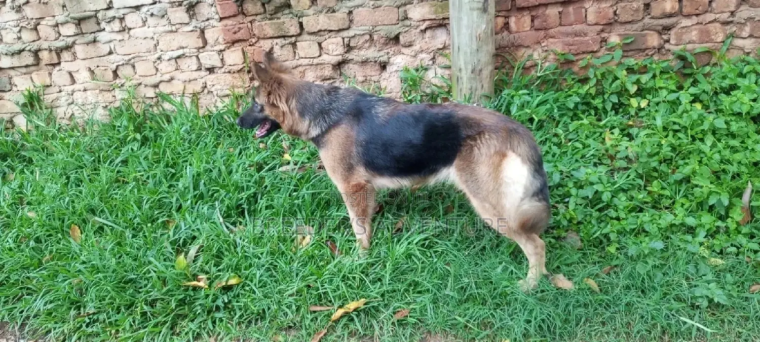 6-12 Months Female Purebred German Shepherd