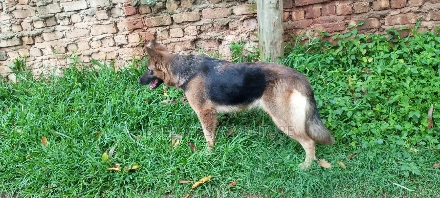 6-12 Months Female Purebred German Shepherd