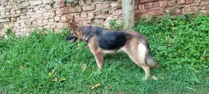 6-12 Months Female Purebred German Shepherd