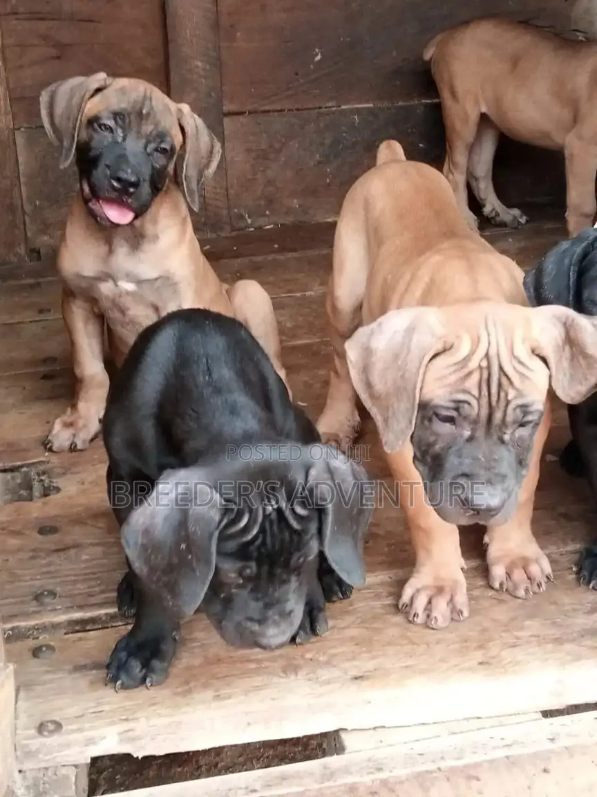 1-3 Months Male Purebred Boerboel