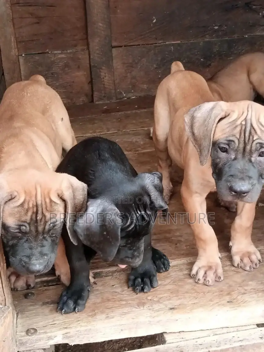 1-3 Months Male Purebred Boerboel