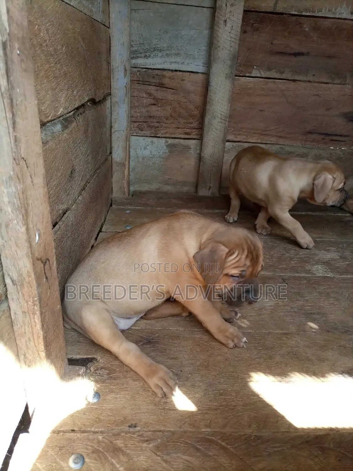 1-3 Months Female Purebred Boerboel