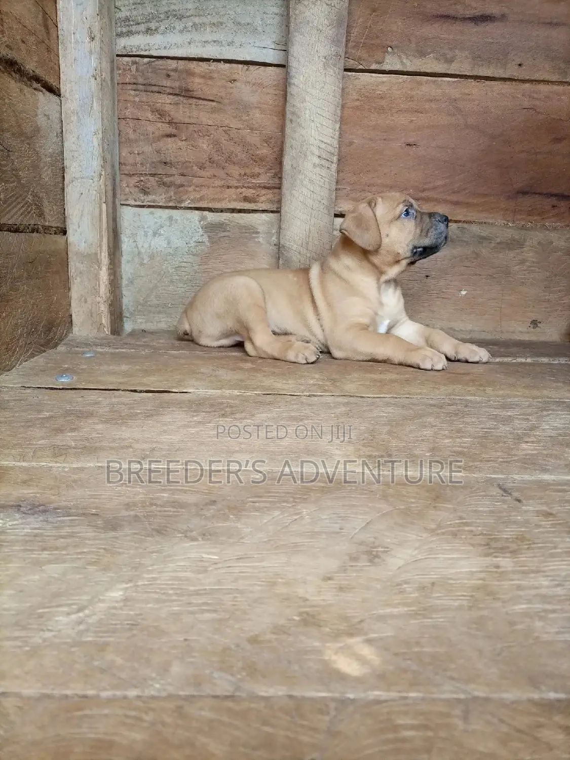 1-3 Months Female Purebred Boerboel