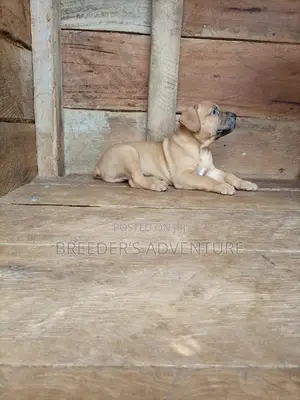 1-3 Months Female Purebred Boerboel