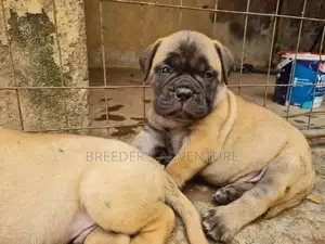 1-3 Months Male Purebred Bullmastiff