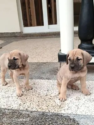 1-3 Months Male Purebred Boerboel
